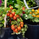 100 Pcs Tomato Mixed Giant Vegetable Seeds 100 Pcs Tomato Mixed Giant Vegetable Seeds