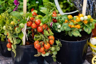 100 Pcs Tomato Mixed Giant Vegetable Seeds