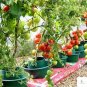 100 Pcs Tomato Mixed Giant Vegetable Seeds