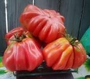 100 Pcs Tlacolula Pink Giant Tomato Seeds