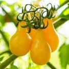 100 Pcs Organic Yellow Pear Cherry Tomato Fruit Seeds 100 Pcs Organic Yellow Pear Cherry Tomato Fruit Seeds