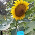 15 Pcs Sunflowers Cake Type Flower Seeds
