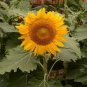 15 Pcs Sunflowers Cake Type Flower Seeds