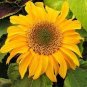 15 Pcs Sunflowers Cake Type Flower Seeds