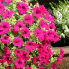 100 Pcs Heirloom Pink Garden Petunia with Red Eye Flower Seeds 100 Pcs Heirloom Pink Garden Petunia with Red Eye Flower Seeds