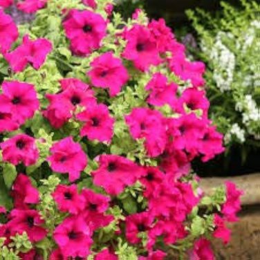 100 Pcs Heirloom Pink Garden Petunia with Red Eye Flower Seeds