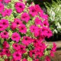 100 Pcs Heirloom Pink Garden Petunia with Red Eye Flower Seeds
