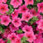 100 Pcs Heirloom Pink Garden Petunia with Red Eye Flower Seeds