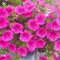 100 Pcs Heirloom Pink Garden Petunia with Red Eye Flower Seeds