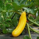 8 Pcs Yellow Zucchini Summer Squash Cucurbita Pepo Vegetable Seeds 8 Pcs Yellow Zucchini Summer Squash Cucurbita Pepo Vegetable Seeds