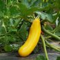 8 Pcs Yellow Zucchini Summer Squash Cucurbita Pepo Vegetable Seeds