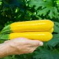 8 Pcs Yellow Zucchini Summer Squash Cucurbita Pepo Vegetable Seeds