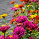 30 Pcs Mix Youth-And-Old-Age Zinnia Elegans Flower Seeds