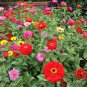 30 Pcs Mix Youth-And-Old-Age Zinnia Elegans Flower Seeds