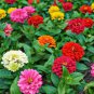 30 Pcs Mix Youth-And-Old-Age Zinnia Elegans Flower Seeds