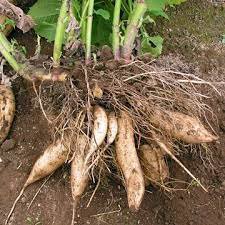 6 Pcs Chinese Yam Vegetable Seeds, Herbs Dioscorea Opposita