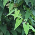 30 Pcs Rare Heirloom He Shou Wu Polygonum Multiflorum Tonic Herbs Seeds