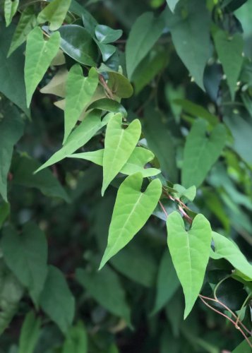 30 Pcs Rare Heirloom He Shou Wu Polygonum Multiflorum Tonic Herbs Seeds