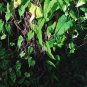 30 Pcs Rare Heirloom He Shou Wu Polygonum Multiflorum Tonic Herbs Seeds