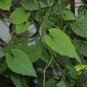 30 Pcs Rare Heirloom He Shou Wu Polygonum Multiflorum Tonic Herbs Seeds