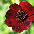 15 Pcs Rare Chocolate Cosmos Flower Seeds