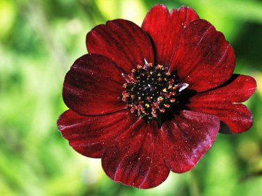 15 Pcs Rare Chocolate Cosmos Flower Seeds