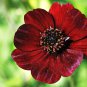 15 Pcs Rare Chocolate Cosmos Flower Seeds