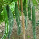4 Pcs Long Snake Gourd 'Trichosanthes cucumerina' Seeds 4 Pcs Long Snake Gourd 'Trichosanthes cucumerina' Seeds
