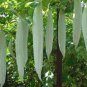 4 Pcs Long Snake Gourd 'Trichosanthes cucumerina' Seeds