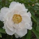 5 Pcs Chinese Peony Mixed 4 Types Fully White Double Petals Flowers