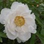 5 Pcs Chinese Peony Mixed 4 Types Fully White Double Petals Flowers