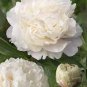 5 Pcs Chinese Peony Mixed 4 Types Fully White Double Petals Flowers
