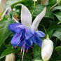 100 Pcs Mixed 4 Types Corn Poppy Blue Sky Blue Purple Perennial Flowers Bonsai