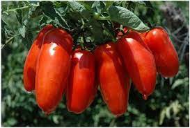 100 Pcs Red Banana Tomatoes Seeds