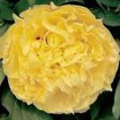 5 Pcs Heirloom Peony Yellow Series 4 Types Flowers