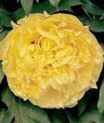 5 Pcs Heirloom Peony Yellow Series 4 Types Flowers
