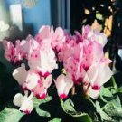 5 Pcs Cyclamen Mixed 4 Colors Pink Light Pink Purple Bi-color Big Blooms Perennial Flowers 5 Pcs Cyclamen Mixed 4 Colors Pink Light Pink Purple Bi-color Big Blooms Perennial Flowers