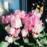 5 Pcs Cyclamen Mixed 4 Colors Pink Light Pink Purple Bi-color Big Blooms Perennial Flowers