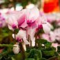 5 Pcs Cyclamen Mixed 4 Colors Pink Light Pink Purple Bi-color Big Blooms Perennial Flowers