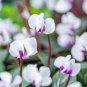 5 Pcs Cyclamen Mixed 4 Colors Pink Light Pink Purple Bi-color Big Blooms Perennial Flowers