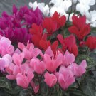 5 Pcs Cyclamen Purplish Red Light Purple Rose Red Rose Purple Mixed 5 Pcs Cyclamen Purplish Red Light Purple Rose Red Rose Purple Mixed