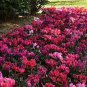 5 Pcs Cyclamen Purplish Red Light Purple Rose Red Rose Purple Mixed