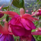 50 Pcs Hardy Climbing Fuchsia 'Lady in Black' Seeds 50 Pcs Hardy Climbing Fuchsia 'Lady in Black' Seeds