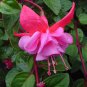 50 Pcs Hardy Climbing Fuchsia 'Lady in Black' Seeds