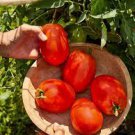 100 Pcs Tomato SuperSauce Hybrid Seeds