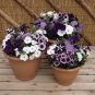 100 Pcs Pixie Dust Combination Petunia Annual Plant Bonsai Flower