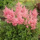 100 Pcs Mighty Pip Astilbe Perennial Flower Seeds