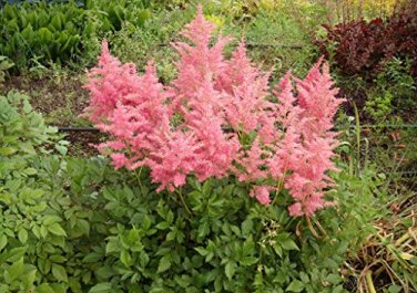 100 Pcs Mighty Pip Astilbe Perennial Flower Seeds