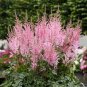 100 Pcs Mighty Pip Astilbe Perennial Flower Seeds