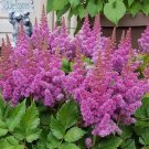100 Pcs Younique Cerise Pink Astilbe Perennial Flower Seeds 100 Pcs Younique Cerise Pink Astilbe Perennial Flower Seeds